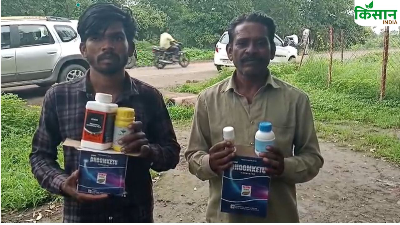 मक्का के लिए मांगी दवा, दुकानदार ने दे दी सोयाबीन की! 8 बीघा फसल तबाह, लाखों का नुकसान!