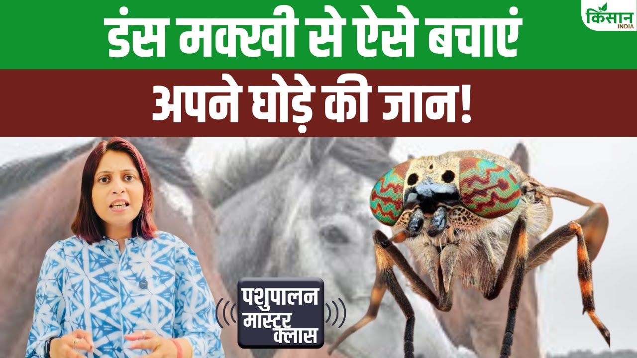 घोड़ों के लिए जानलेवा हो सकती है डंस मक्खी, पशुपालक जान लें लक्षण और बचाव के तरीके