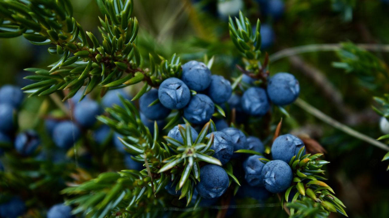 अब बाजार की झंझट खत्म, घर के गमले में ही उगा सकते हैं टेस्टी Blueberries, जानें आसान तरीका