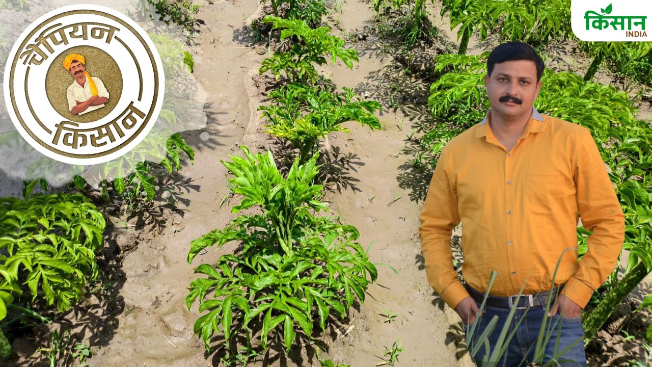 सूरन की खेती से कर रहे 8.75 लाख की कमाई, लखीमपुर के अचल मिश्रा किसानों के लिए हैं मिसाल