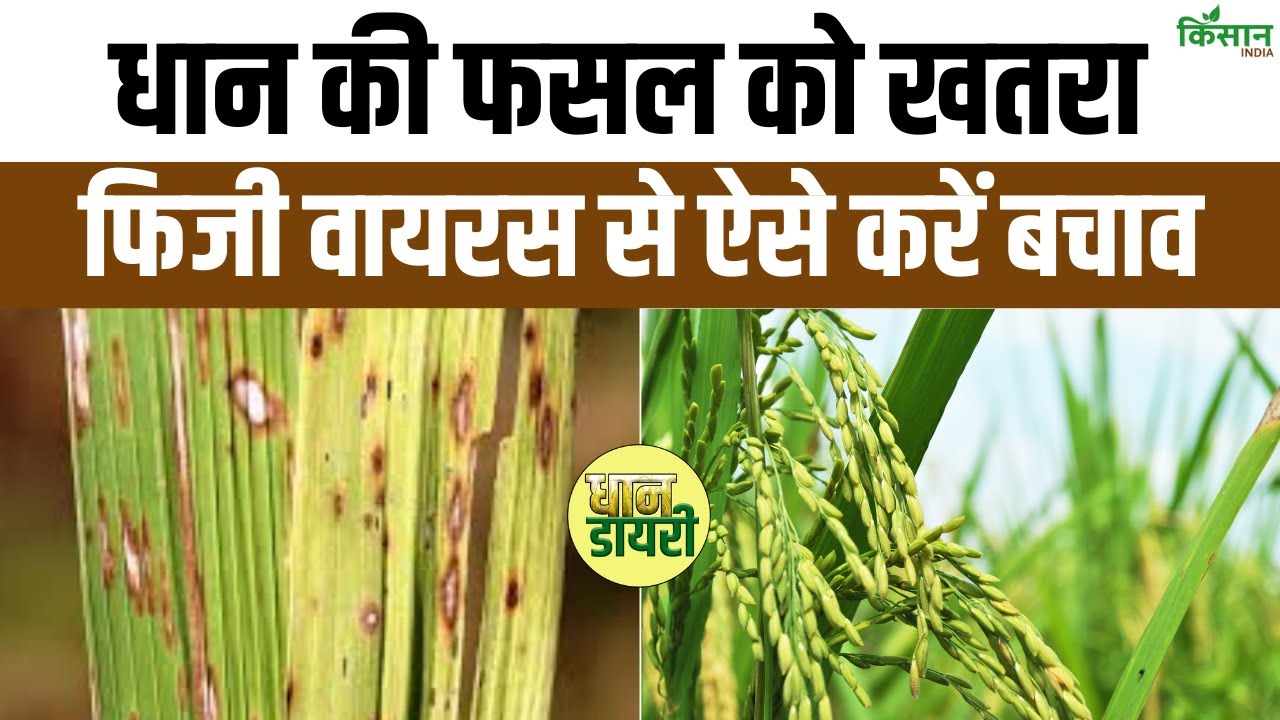 धान की फसल को खराब करता है फिजी वायरस, किसान जान लें बचाव के तरीके
