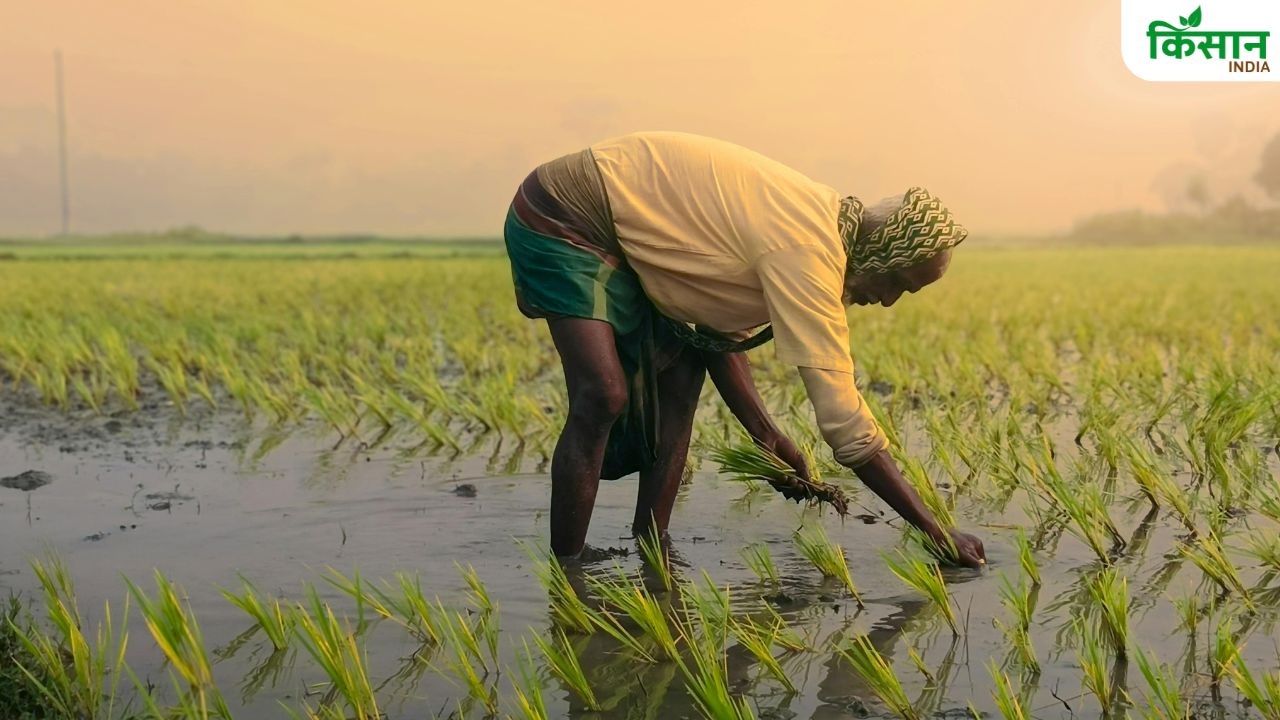 बिहार में 10 फीसदी ज्यादा रकबे में धान की रोपाई, 2 अगस्त से भारी बारिश का अलर्ट