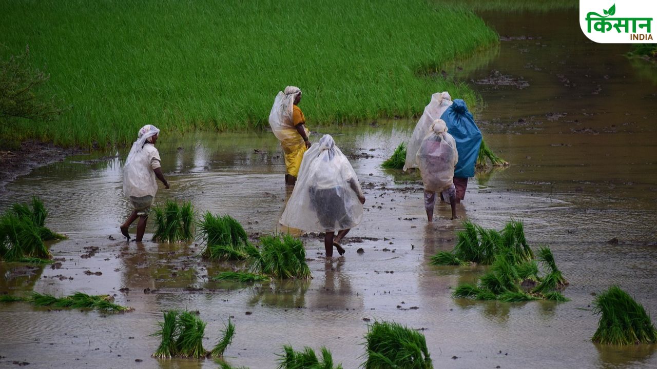 खरीफ के रकबे में 38 लाख हेक्टेयर की बढ़ोतरी, जानें किस फसल को कितना बढ़ा क्षेत्रफल