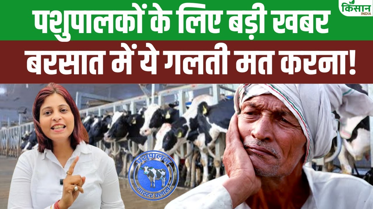 मॉनसून में जरूरी है पशुओं की देखभाल, किसानों को दूध उत्पादन बढ़ाने में होगी मदद