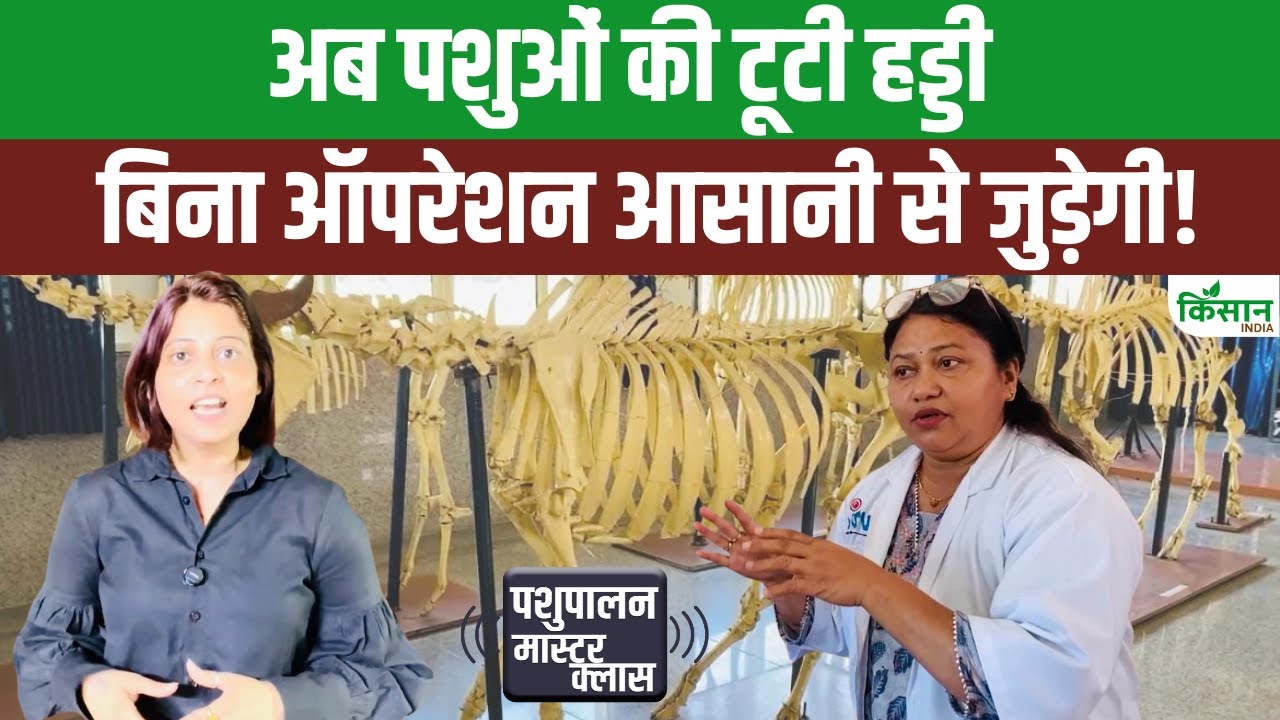 एक ऐसा चमत्कारी बायो ग्लू जो बिना ऑपरेशन जोड़ देगा जानवरों की टूटी हड्डियां
