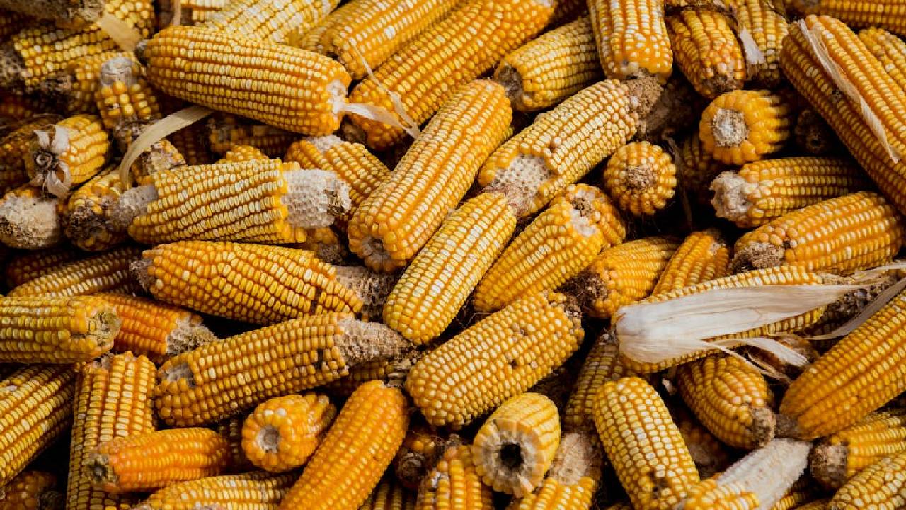 मानसून बना किसानों के लिए वरदान, मक्का की खेती में रिकॉर्ड बढ़ोतरी, जानें कितना हुआ इजाफा