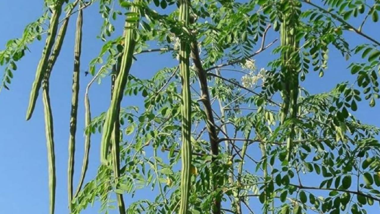 वन महोत्सव 2025 में ‘सहजन भंडारा’ की शुरुआत, 35 करोड़ पौधों के साथ हर घर पहुंचेगा पोषण