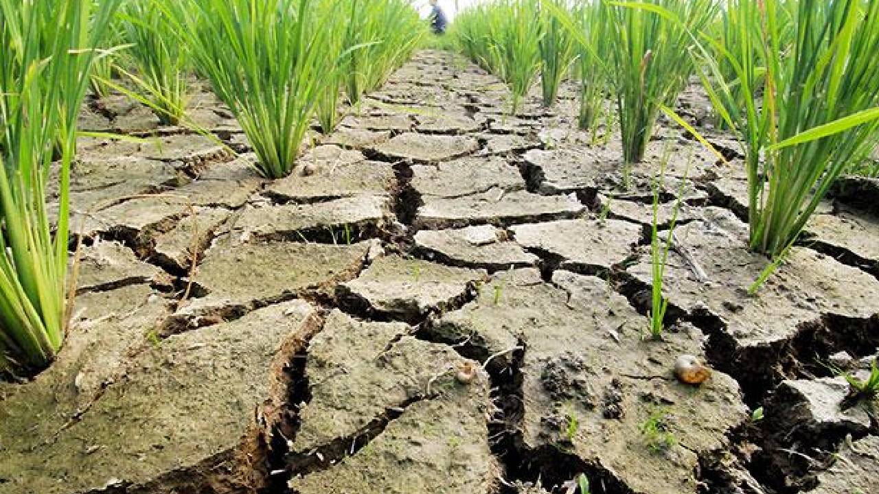 कश्मीर की धान की खेती पर सूखे की मार, किसान बाल्टी से सींच रहे खेत