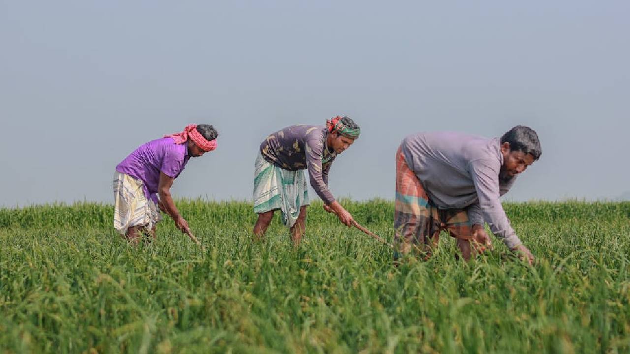 इस योजना से बढ़ेगी किसानों की कमाई, 11 करोड़ अन्नदाताओं को डिजिटल ID देने की तारीख तय