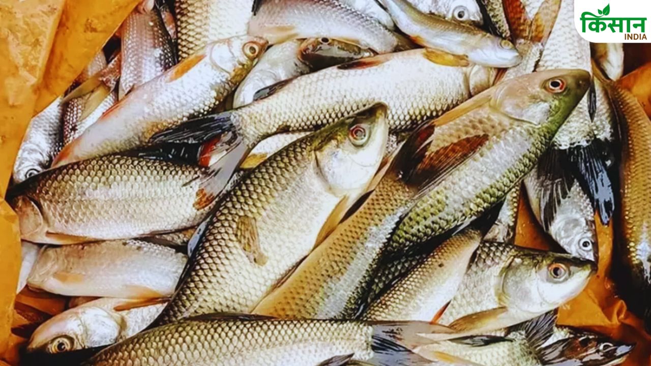 छोटे मछुआरों को मिलेगी मजबूती, UN और भारत मिलकर बनाएंगे खास एक्शन प्लान