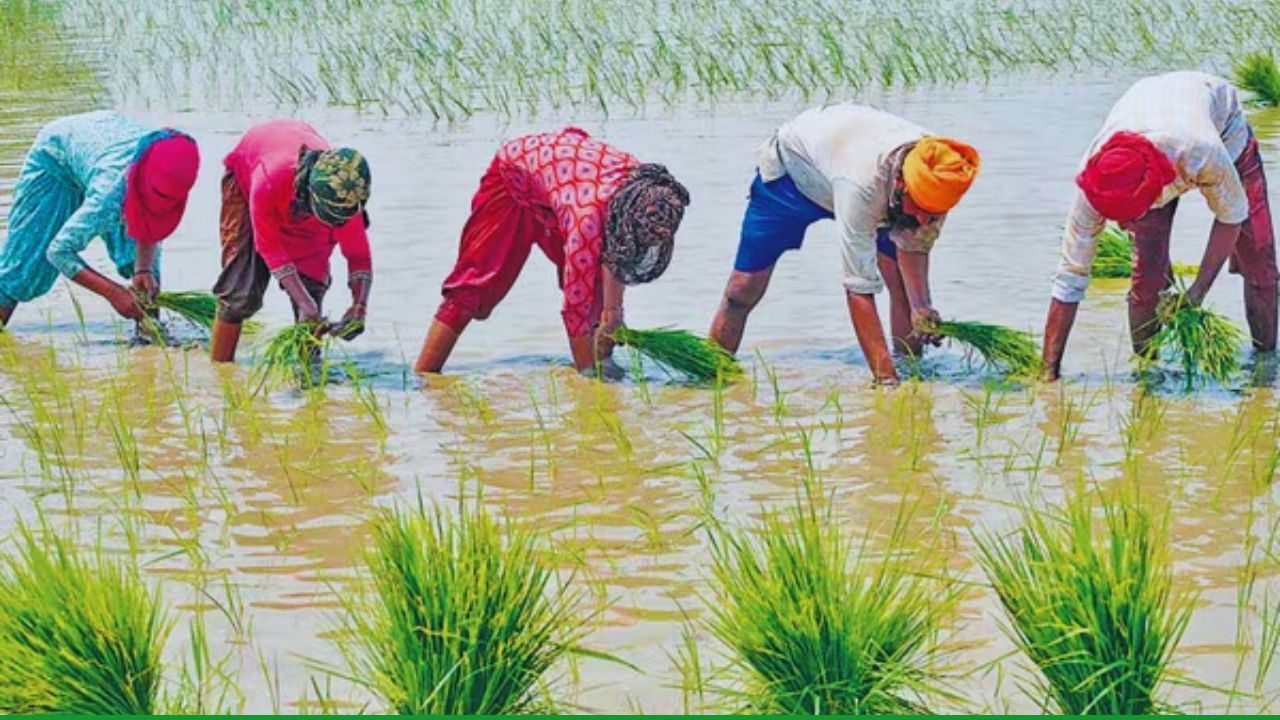 PMFBY: अब कुछ रुपये में मिलेगी लाखों की बीमा सुरक्षा! जानें पीएम फसल बीमा में आवेदन का तरीका