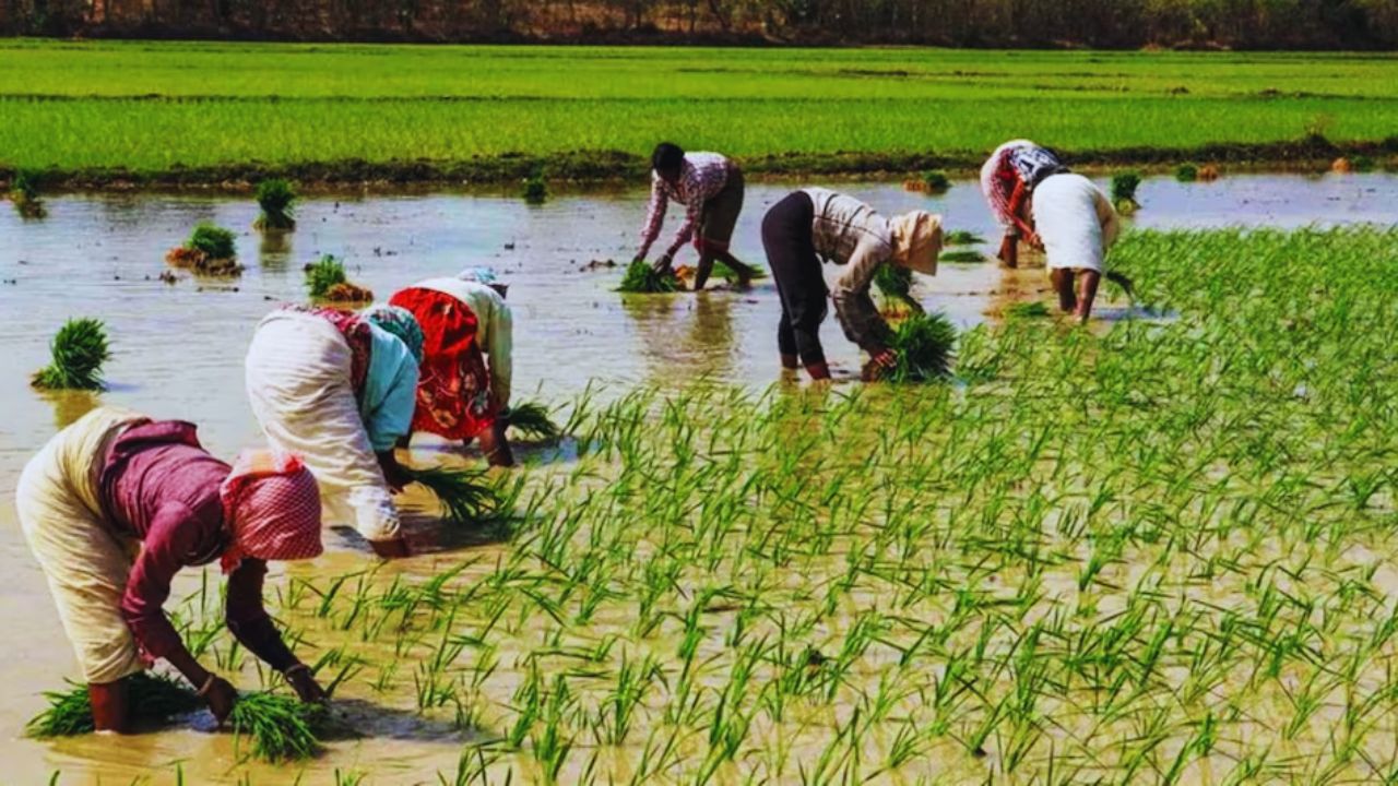 PM Fasal Bima Yojana: जानिए कौन-कौन सी कंपनियां करती हैं आपकी खेती का बीमा