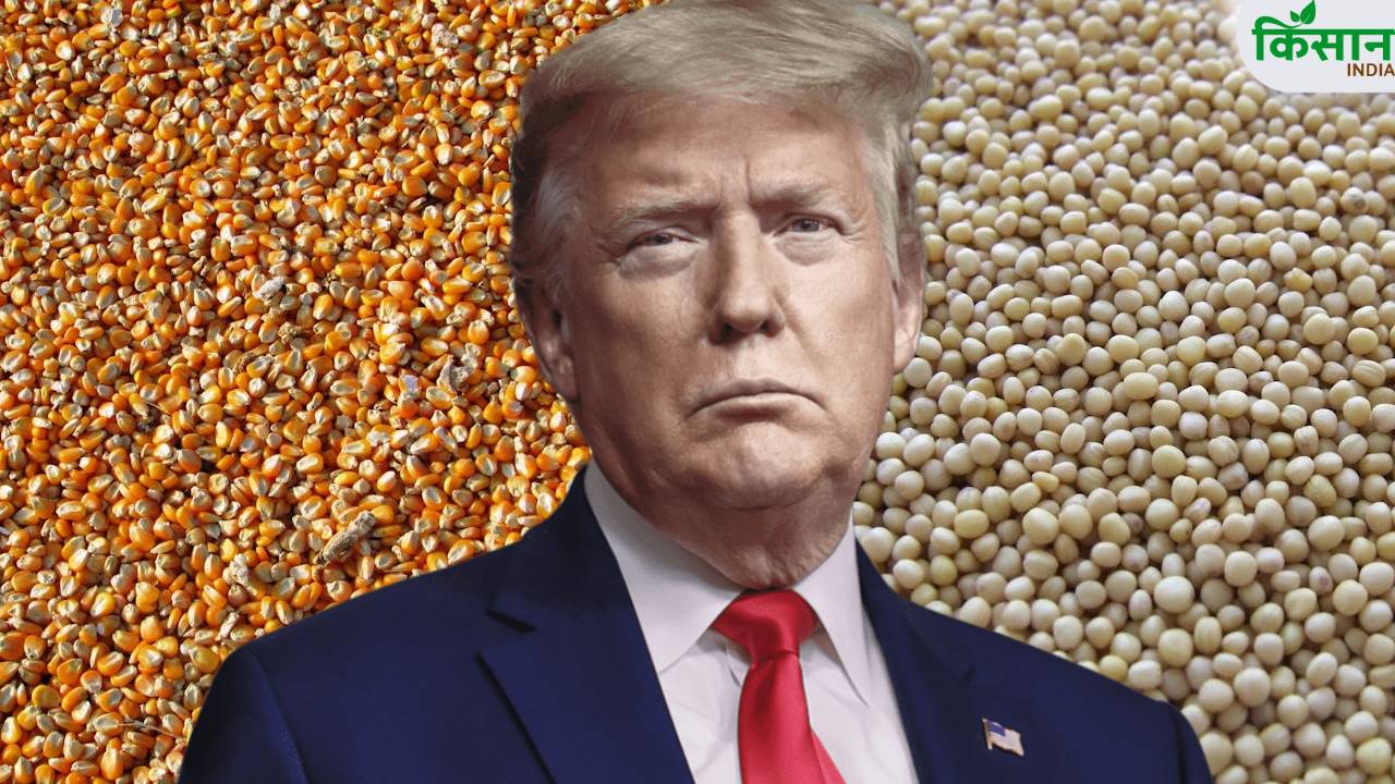India-US Trade Deal: GM फसलों पर भारत सख्त, अमेरिका से सोयाबीन और मक्का पर नहीं होगा कोई समझौता