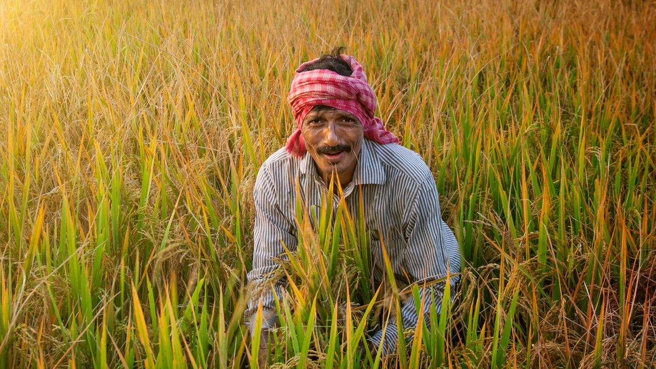 धान बेचना चाहते हैं तो किसानों को माननी होगी सरकार की नई शर्त.. तभी मिलेगा पैसा! पढ़ें डिटेल्स