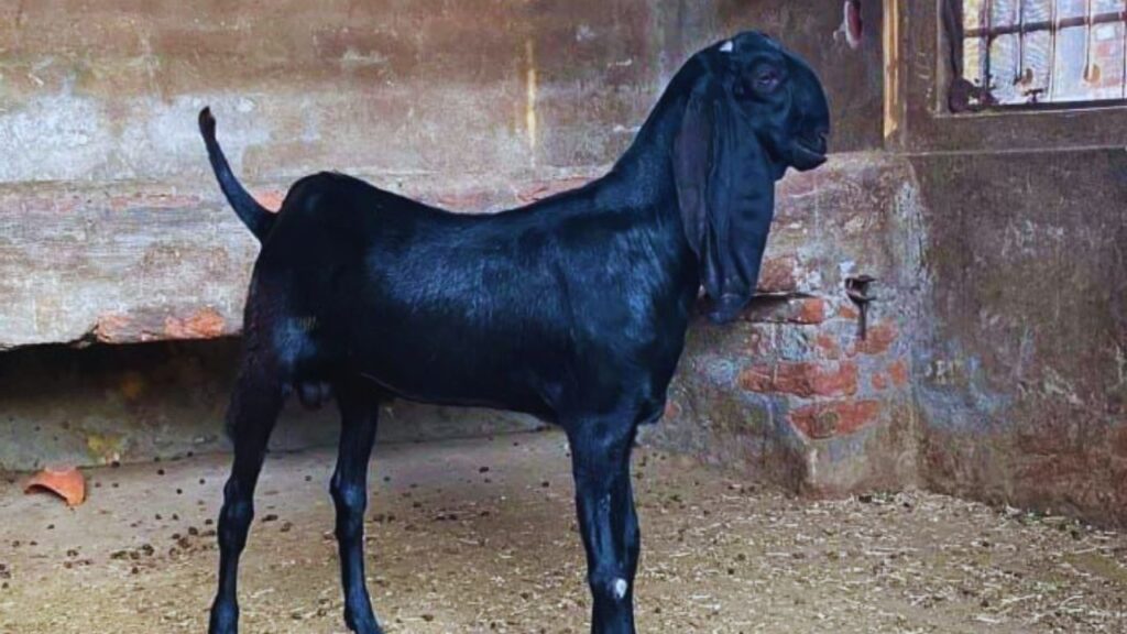 बीटल नस्ल: यह नस्ल देश में सबसे ज़्यादा पाली जाती है. बीटल बकरियां तेज़ी से बढ़ती हैं, अच्छे दूध देती हैं और मांस की क्वालिटी भी बेहतरीन होती है. इसलिए किसानों के लिए यह सबसे भरोसेमंद विकल्प मानी जाती है.
बीटल नस्ल: यह नस्ल देश में सबसे ज़्यादा पाली जाती है. बीटल बकरियां तेज़ी से बढ़ती हैं, अच्छे दूध देती हैं और मांस की क्वालिटी भी बेहतरीन होती है. इसलिए किसानों के लिए यह सबसे भरोसेमंद विकल्प मानी जाती है.
