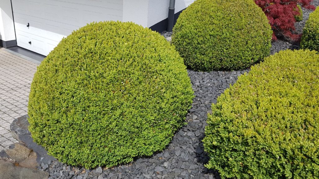 Boxwood Buxus (बॉक्सवुड बक्सस): यह झाड़ीदार पौधा किसी भी वातावरण में आसानी से एडजस्ट हो जाता है. नया बोनसाई प्रेमी भी इसे काट-छांट कर मनचाहा आकार दे सकता है.
