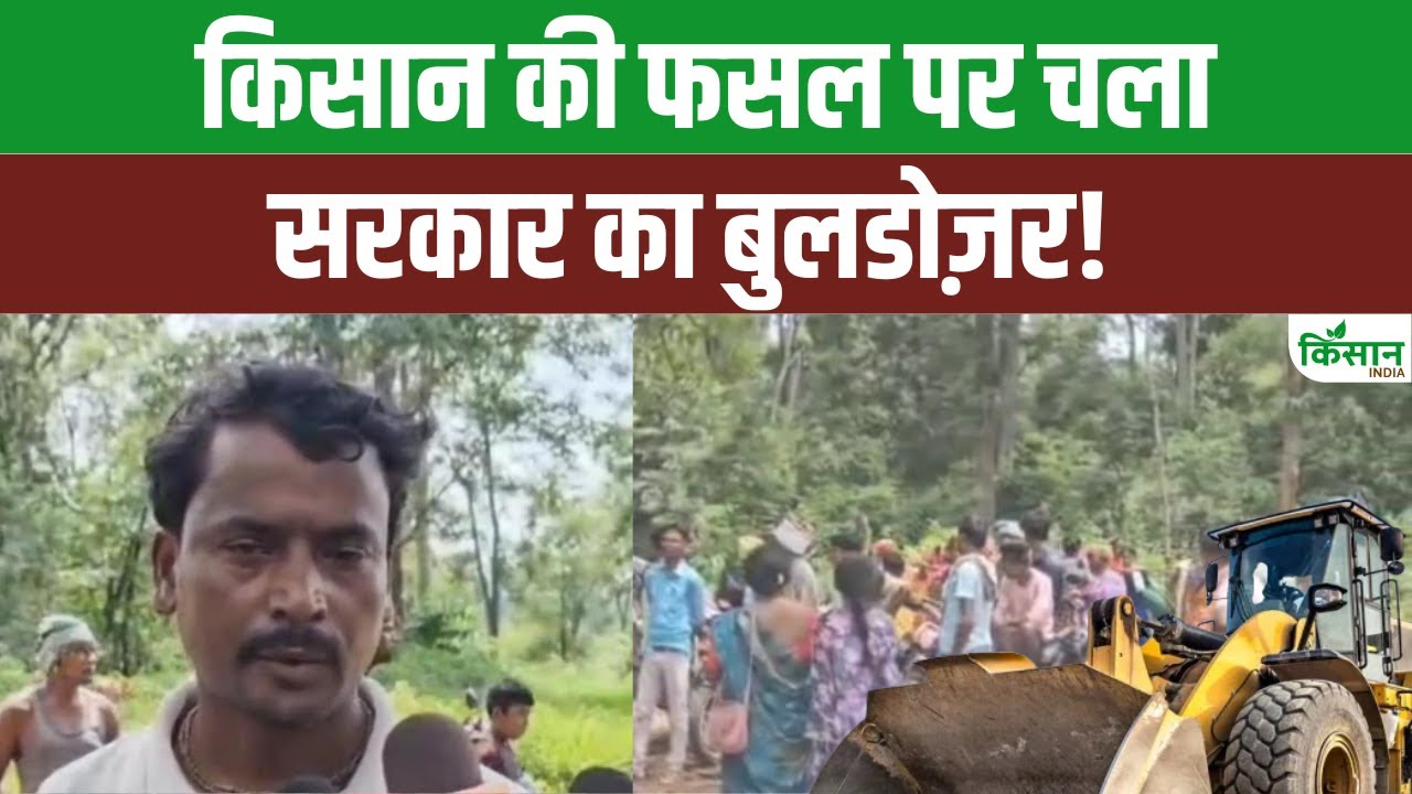 वन विभाग ने खड़ी फसल पर बोल दिया धावा, फसल बर्बाद, किसान का हाल बेहाल