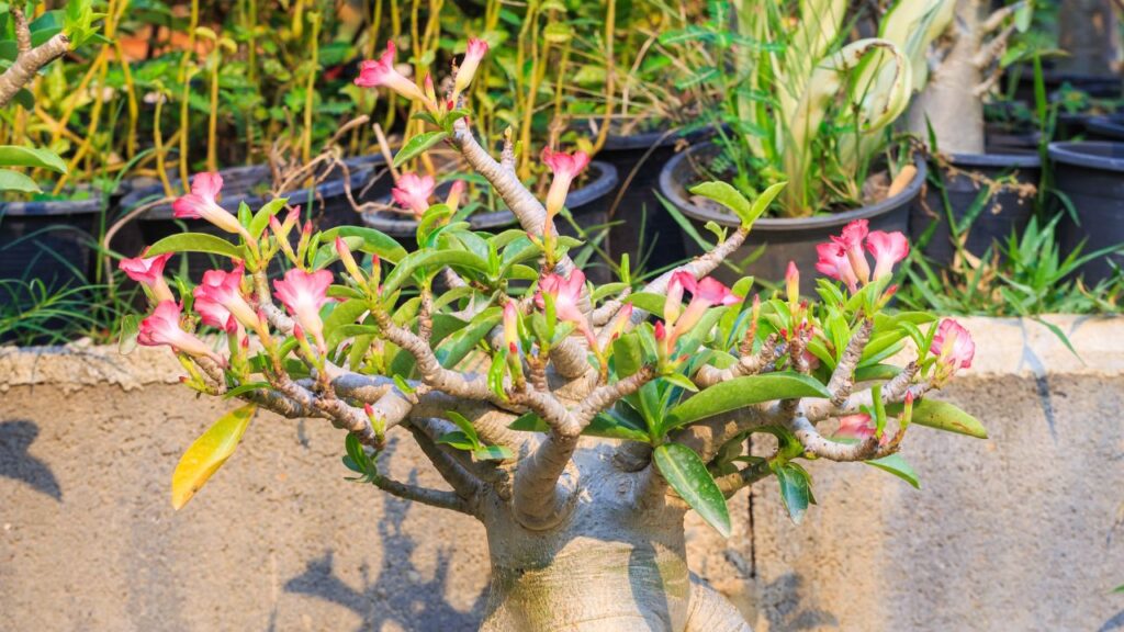 Desert Rose (डेजर्ट रोज): बोनसाई में फूलों की खूबसूरती लानी हो तो डेजर्ट रोज बेहतरीन विकल्प है. इसे ज्यादा पानी या केयर की जरूरत नहीं होती. हफ्ते में एक बार पानी देना ही काफी है.