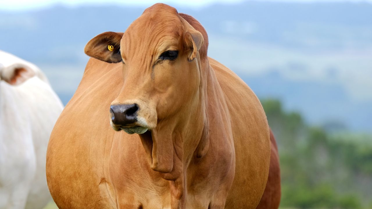 पशुपालक ध्यान दें! गर्भवती गाय-भैंस के चारे में न करें ये गलती, वरना बछड़े की जान भी पड़ सकती है खतरे में!