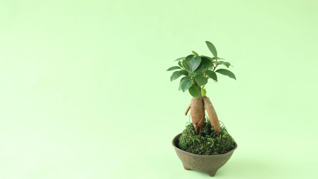 Ficus Microcarpa (फाइकस माइक्रोकार्पा): यह पौधा बोनसाई की दुनिया में बेहद लोकप्रिय है. इसकी खास बात है इसकी हवाई जड़ें जो इसकी खूबसूरती को और बढ़ा देती हैं. इसे घर या ऑफिस कहीं भी रखा जा सकता है.
