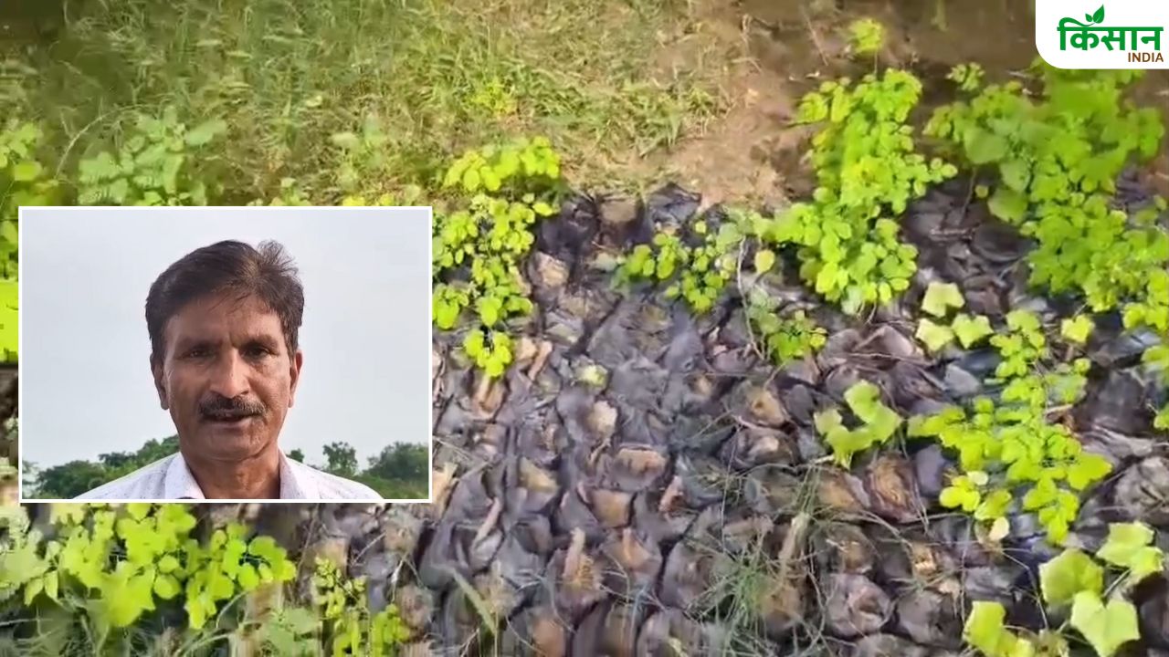 चंबल के किसानों को करोड़पति बना रही गुग्गुल जड़ी, 2000 रुपये है कीमत.. जान लें उगाने का तरीका