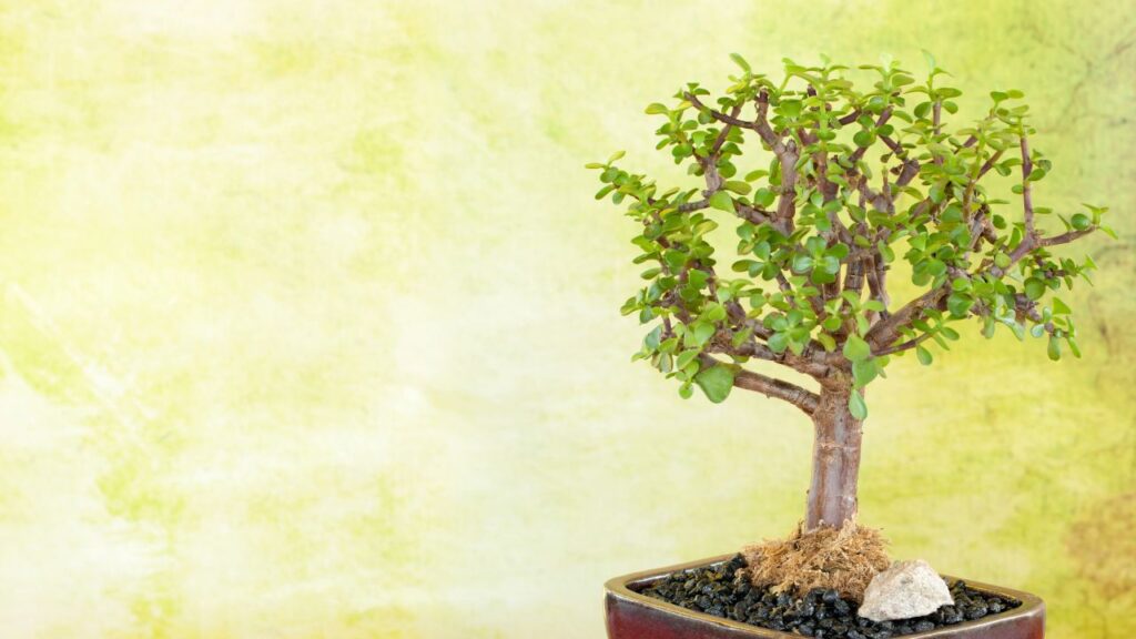Jade Bonsai (जेड बोनसाई): जेड बोनसाई कम देखभाल में भी लंबे समय तक टिका रहता है. यह पौधा हर तरह के इनडोर कंडीशन में उग जाता है, बस इसे धूप की थोड़ी ज़रूरत होती है.
