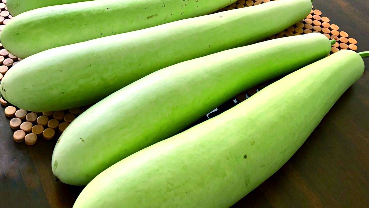 Gardening Tips: अब घर पर गमले में ही उगाएं ताजी लौकी, बस रखें इन बातों का खास खयाल