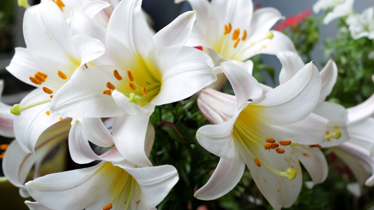 गार्डन में लगाना चाहते हैं Lily… पहले जानें रोपण से लेकर देखभाल तक का पूरा गणित