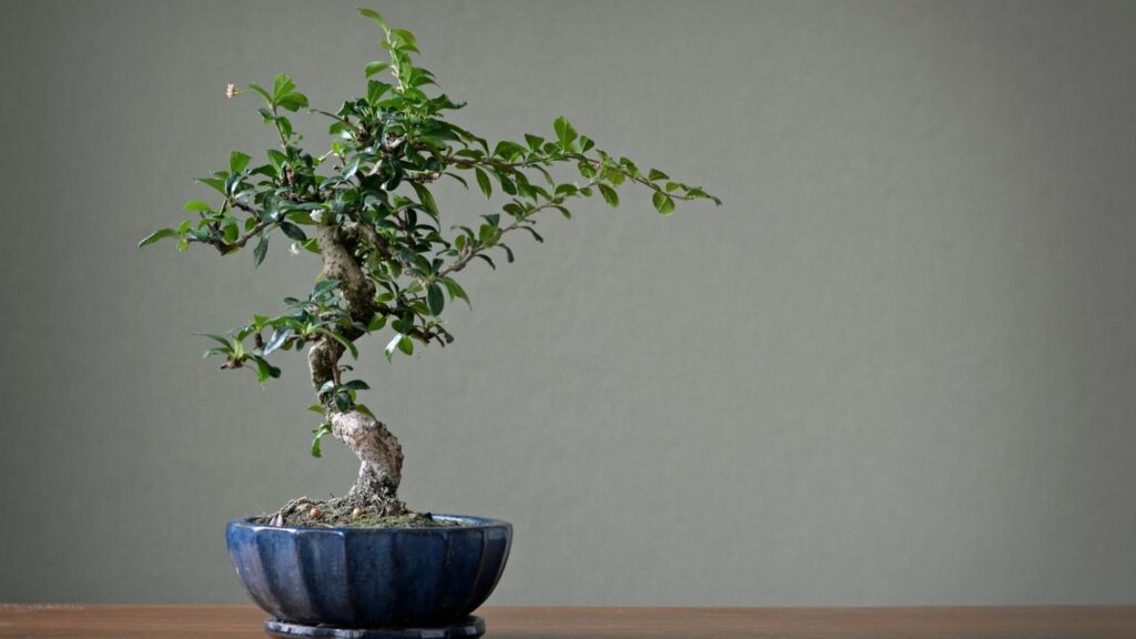 Pachira / Money Tree (पचिरा / मनी ट्री): मनी ट्री को सकारात्मक ऊर्जा और समृद्धि से जोड़कर देखा जाता है. इसके तनों को आसानी से गूंथा जा सकता है और इसे ज्यादा देखभाल की जरूरत नहीं होती.
