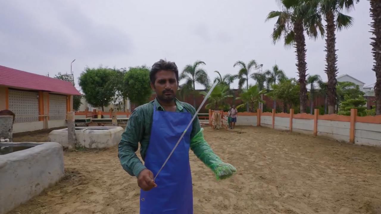 गायों में हर महीने 400 कृत्रिम गर्भाधान करा रहे नवीन, 90 फीसदी सक्सेस रेट से किसानों को मिला फायदा