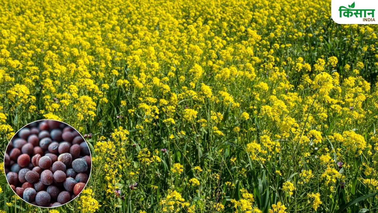 तिलहन उत्पादन बढ़ाने के लिए मुफ्त बीज दे रही ये सरकार, 15 अगस्त तक करें आवेदन