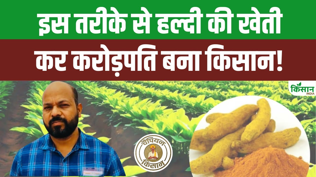Turmeric Farming: हल्दी की खेती के अनोखा तरीका से किसान कमा रहा करोड़ों रुपये