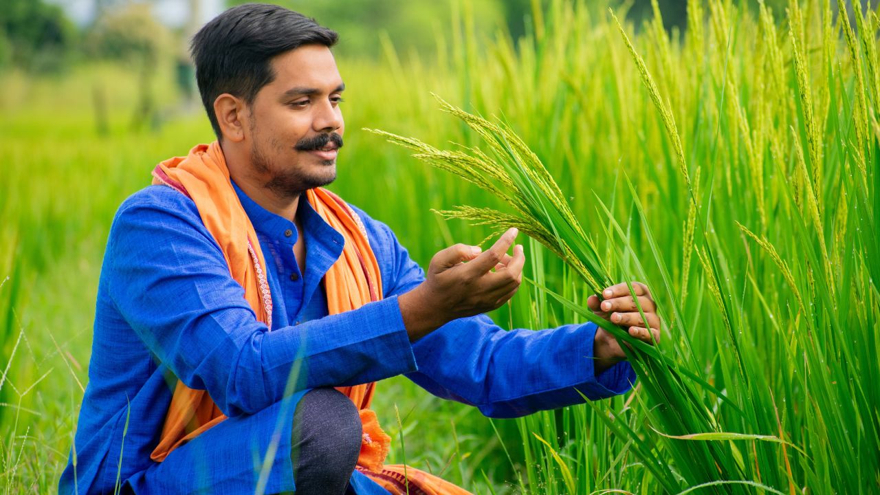 धान की चमक और उपज बढ़ाने के लिए केमिकल्स का इस्तेमाल, वैज्ञानिकों ने खतरनाक बताया