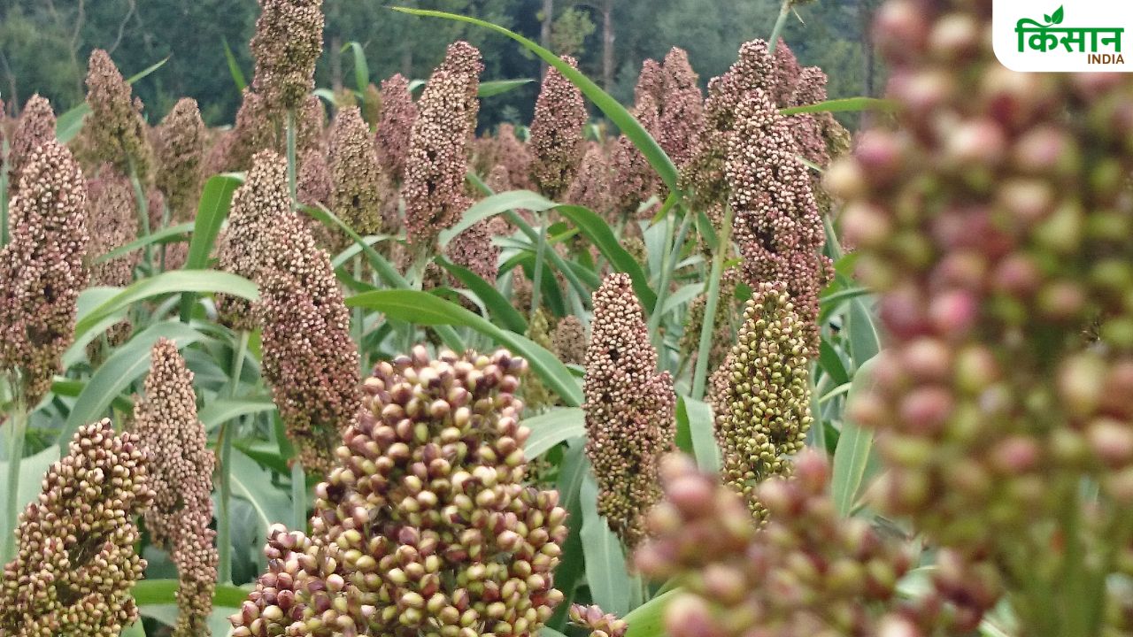 सूखाग्रस्त इलाकों में भी 10 क्विंटल पैदावार देती है रागी की ये किस्म, 100 रुपये कम दाम में खरीदें बीज