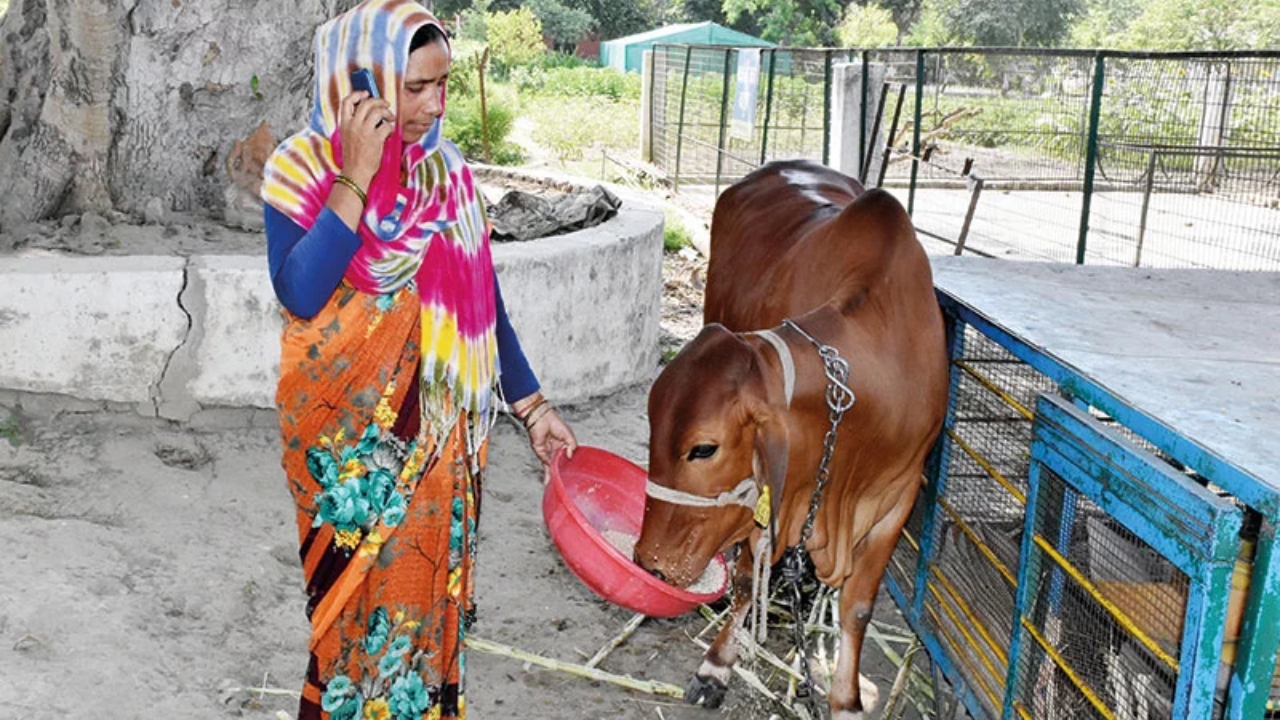 अगर महिलाएं छोड़ दें पशुपालन तो चरमरा जाएगा डेयरी सेक्टर का आर्थिक ढांचा, पढ़ें डिटेल्स