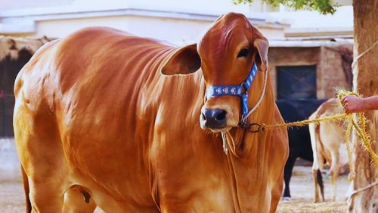 जीनोमिक तकनीक से तैयार होगी साहिवाल गायों की उन्नत नस्ल, बढ़ेगा दूध उत्पादन.. किसानों की कमाई में इजाफा