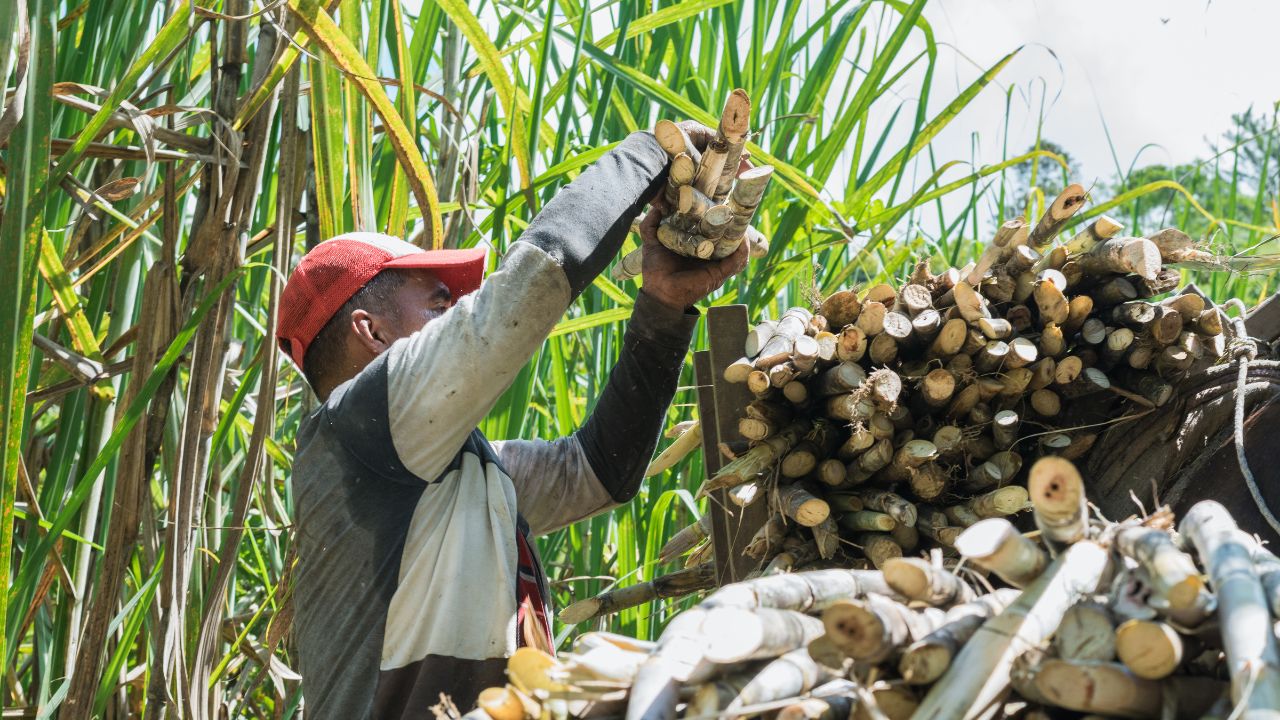 गन्ना का उत्पादन बढ़ाएगा ISMA का एआई नेटवर्क, किसानों की कमाई बढ़ेगी और लागत घटेगी