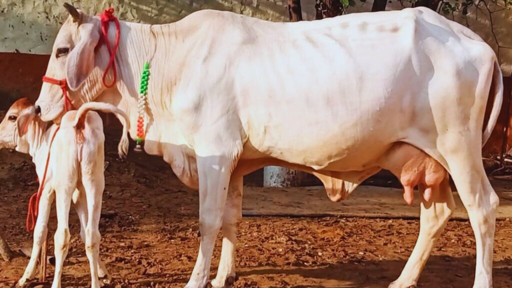 थारपारकर गाय: यह नस्ल गर्मी और सर्दी दोनों मौसम में आसानी से रह सकती है. थारपारकर गाय प्रतिदिन 10 से 15 लीटर दूध देती है, जिससे यह हर तरह के मौसम में पालन के लिए उपयुक्त है.