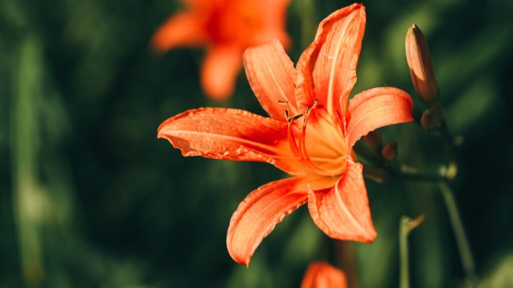 लिली को सही ढंग से बढ़ने के लिए सही गहराई और दूरी चाहिए. बल्ब को उसकी लंबाई के 3 गुना गहराई (लगभग 6–8 इंच) में बोएं और पौधों के बीच 8–12 इंच की दूरी रखें ताकि उन्हें फैलने और सांस लेने की जगह मिले.