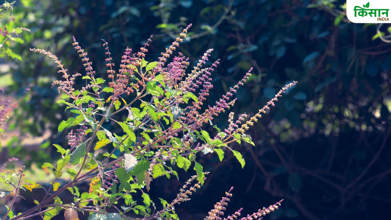 Tulsi Plant Care: सर्दियों में भी हरा-भरा रहेगा तुलसी का पौधा, अपनाएं माली के खास उपाय