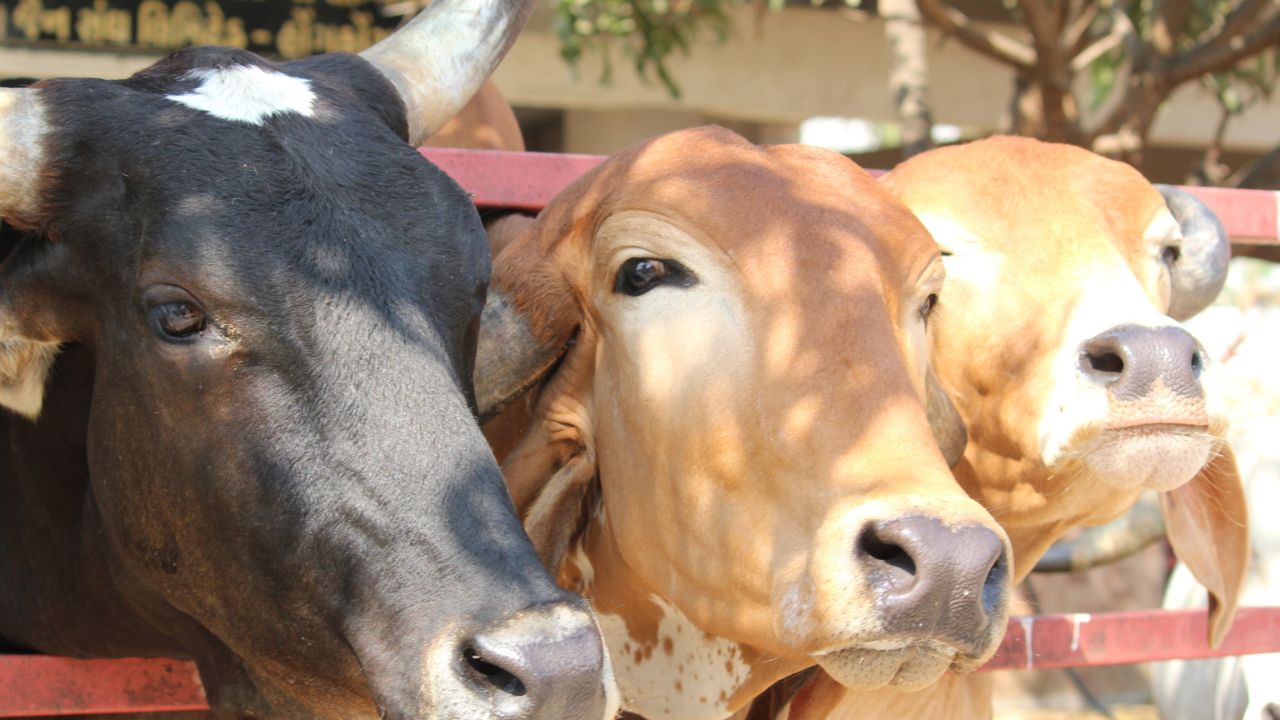 नंद बाबा दुग्ध मिशन: किसानों के लिए सुनहरा मौका! गाय पालने पर मिलेगी लाखों की सब्सिडी! जानें पूरा प्रोसेस