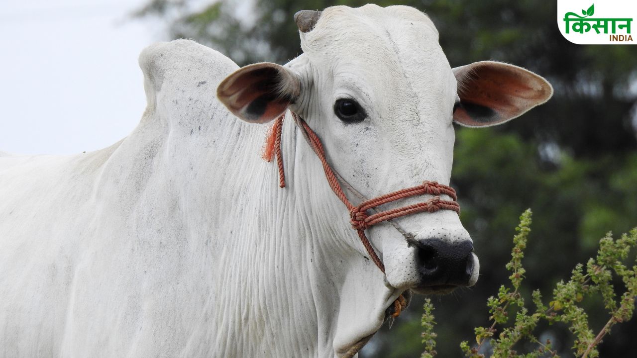 छत्तीसगढ़ में बिना बछड़े को जन्म दिए गाय दे रही दूध, गांव वाले और डॉक्टर दोनों हैं हैरान