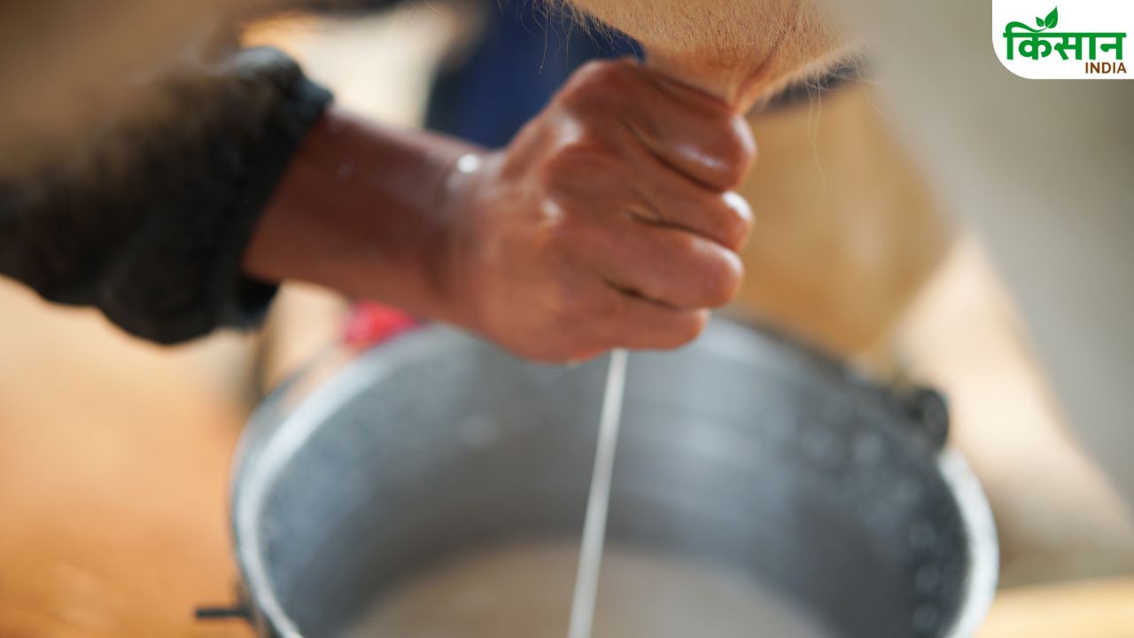 पशु कम दूध दे रहे हैं? रोज सुबह खिलाएं ये चीजें, दूध होगा 3 गुना ज्यादा