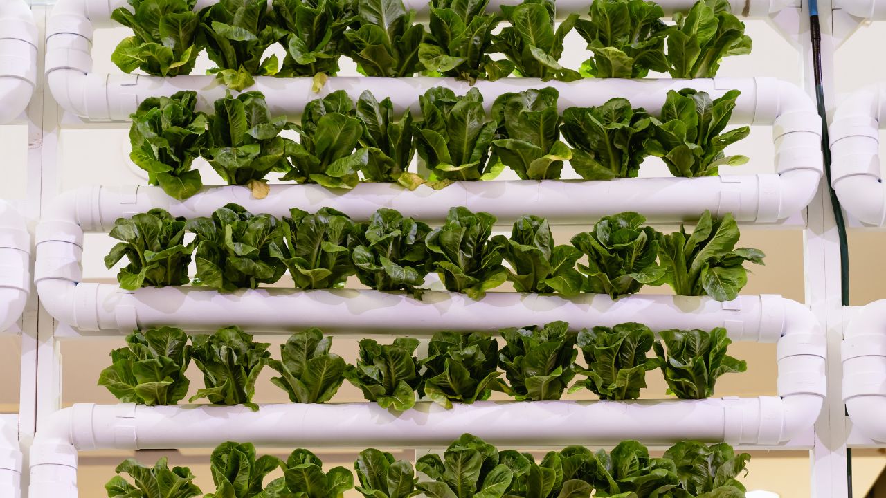 अब जमीन की No टेंशन! Vertical Farming से घर की दीवारों पर उगा सकते हैं सब्जियां, जानें कैसे