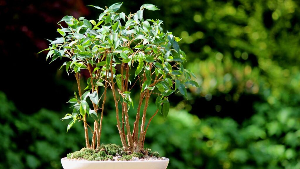 Weeping Fig (वीपिंग फिग): यह पौधा बेहद अनुकूलनीय होता है. इसकी लहराती शाखाएं और मजबूत तना इसे एक परफेक्ट बोनसाई बनाते हैं. यह कम ध्यान में भी अपनी सुंदरता बनाए रखता है.