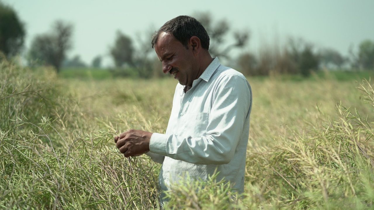 किसानों की कमाई बढ़ा रही सरसों की खेती, किसान ने कहा- ट्रैक्टर खरीदा और पैसे का संकट दूर हुआ