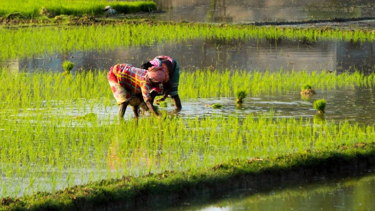 खरीफ बुवाई में 5.1 फीसदी की तेजी: धान और मक्का की बुवाई में बढ़त, दलहन और तिलहन पिछड़े