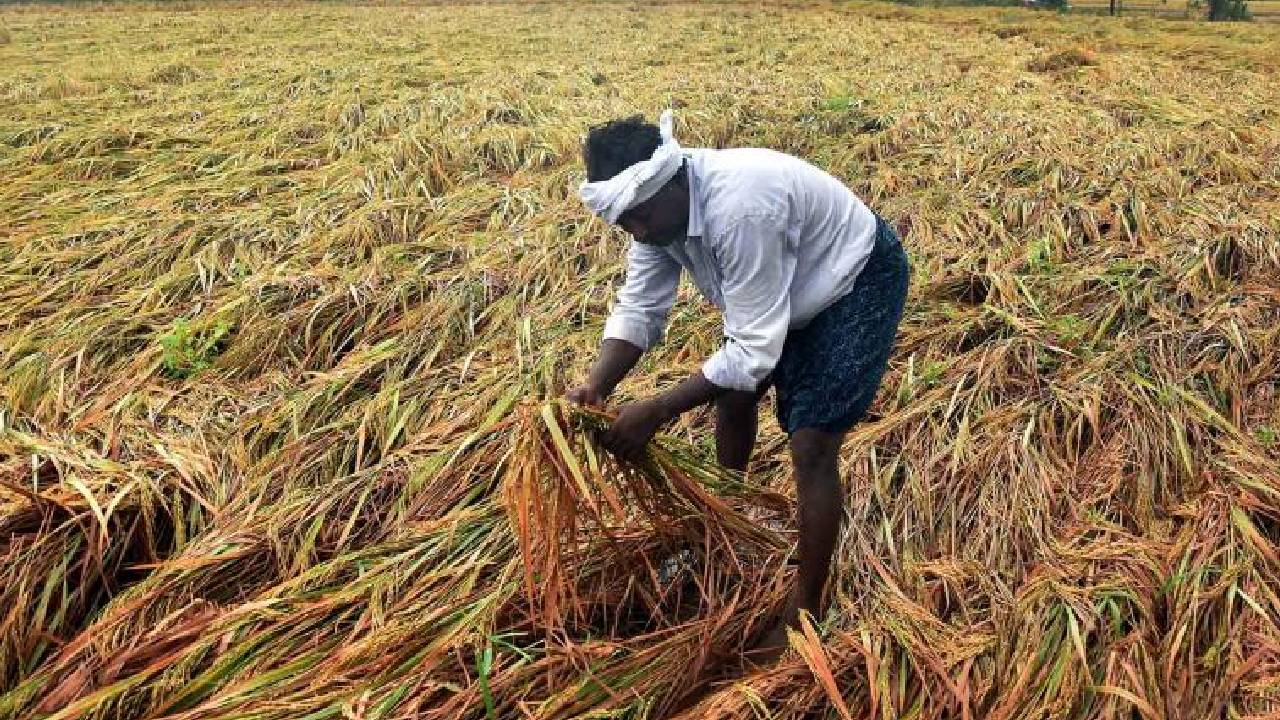 महाराष्ट्र में भारी बारिश से 8 लाख हेक्टेयर फसलें बर्बाद, किसानों को राहत की उम्मीद