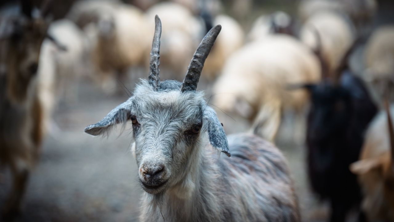 Goat Farming: इन नस्लों से करें बकरी पालन की शुरुआत, कम समय में हो सकती है बढ़िया कमाई