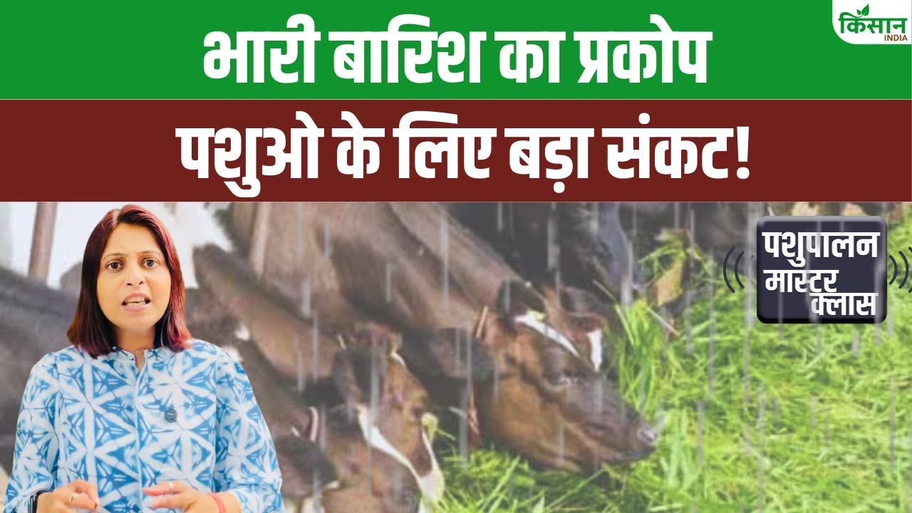भारी बारिश में गहराया चारे का संकट, जानें इन दिनों कैसे स्टोर करें पशुओं का खाना